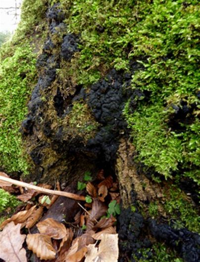 Mature teleomorphic fruiting bodies at the base of a beech in the New Forest, Hampshire